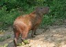 Capybara - wasserschwein