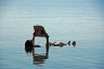 Totes Meer: M�helos auf dem Wasser treiben und Zeitung lesen - saugem�tlich!