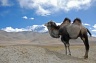 ...and camels with fluffy fur
