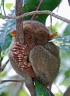 Handfl�chengrosser Primat - der Tarsier
