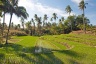 Rice paddies on Siquijor