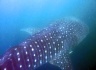 This whale shark is more than 7m long - luckily it only devours plankton