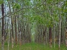 Rubber tree plantation