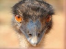 Hypnotic stare of an emu